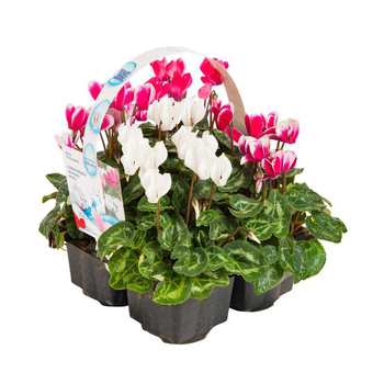Visuel 1 du produit Mini Cyclamen - Le pack de 4 plants