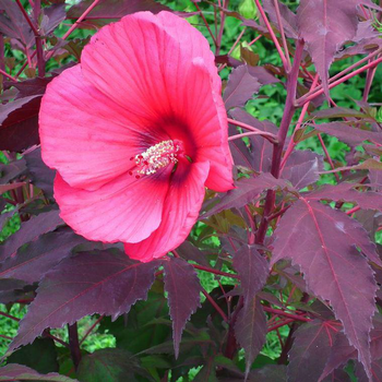 Visuel 1 du produit Hibiscus Moscheutos Pink Passion rose en pot de 4 L