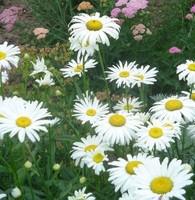 Visuel 1 du produit Grande marguerite - Le pot de 1 litre