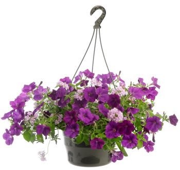 Visuel 1 du produit Suspension plantes fleuries mélange de saison coloris multicolore - Ø 27 cm