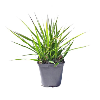 Visuel 1 du produit Eragrostis Spectabilis Purple Love Grass - Le pot de 3 litres