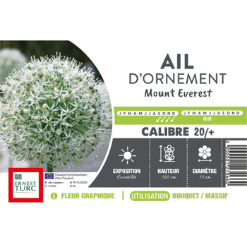 Visuel 1 du produit Allium Mount Everest - 1 bulbe