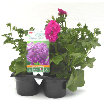 Visuel 1 du produit Géranium lierre double mauve - Le pack de 6 plants