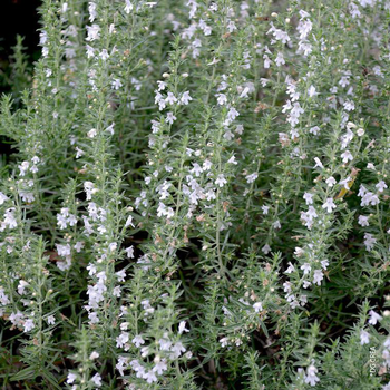 Visuel 1 du produit Sariette Des Montagnes Bio. Le pot de 1 litre