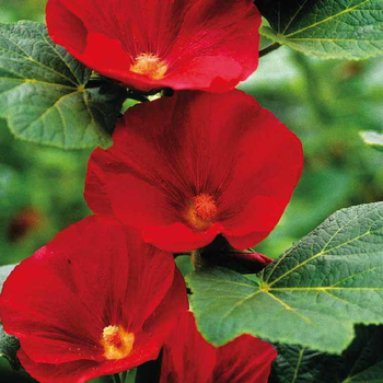 Visuel 1 du produit Rose Trémière Simple rouge Vif - Le pot de 9 x 9 cm