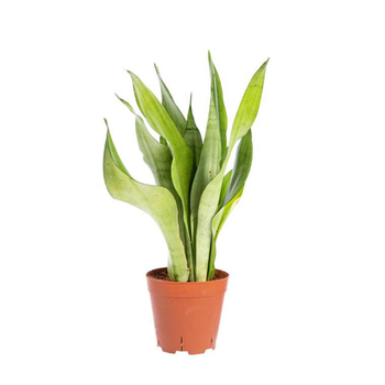 Visuel 1 du produit Sansevieria Moonshine pot Ø14xH50 cm