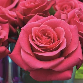 Visuel 1 du produit Rosier Crazy Pink Voluptia® rose. Le pot de 5 litres