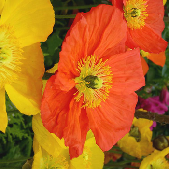 Visuel 1 du produit Pavot d'Islande - Le pot de 3 litres