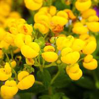 Visuel 1 du produit Calcéolaire annuelle - Le pot de 2,5 litres