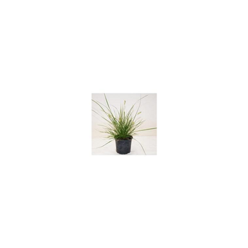Visuel 1 du produit Pennisetum Alop.Little Bunny - Le pot de 1 litre