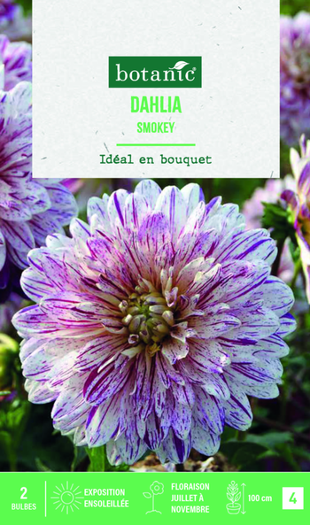 Visuel 1 du produit Bulbes de fleurs Dahlia décoratif Smokey botanic® - 2 bulbes