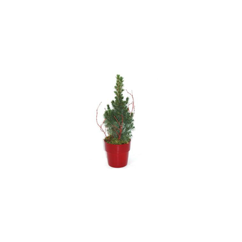 Visuel 1 du produit Picea Glauca Conica - Le pot déco