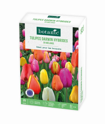 Visuel 1 du produit Tulipe darwin en mélange botanic® - 25 bulbes