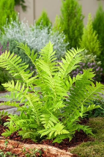 Visuel 1 du produit Fougère Matteuccia struthiopteris - Le pot de 2 litres