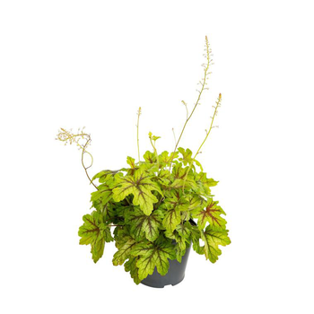 Visuel 1 du produit Heuchère - Le pot de 3 litres