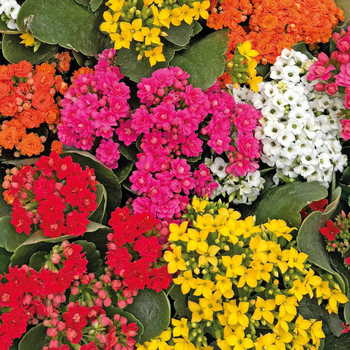 Visuel 1 du produit Kalanchoe - Le pot de 9x9 cm