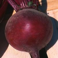 Visuel 1 du produit Betterave rouge. La barquette de 6 plants