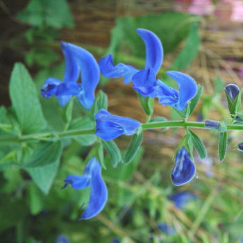 Visuel 1 du produit Salvia Patens - Le pot de 4 litres