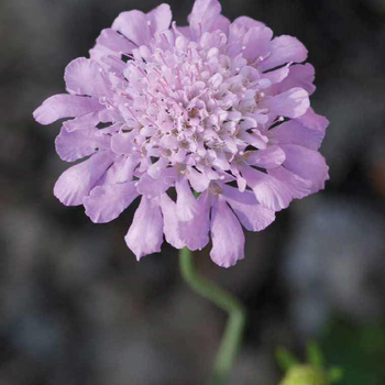 Visuel 1 du produit Scabieuse Columbaria bleue - Le pot de 9 x 9 cm