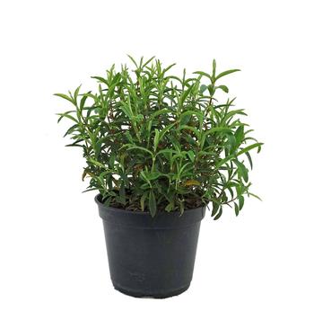 Visuel 1 du produit Ciste purpureus rouge. Le pot de 5 litres