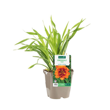 Visuel 1 du produit Hémérocalle ‘Tigger’ - Le pot de 2 litres