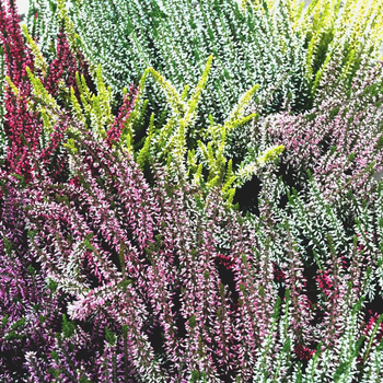 Visuel 1 du produit Calluna trio - Le pot de 1 litre