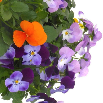 Visuel 1 du produit Pensee et Viola - Le pot de 1 litre