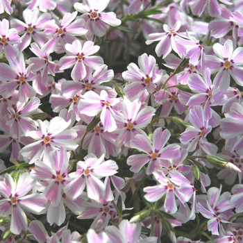 Visuel 1 du produit Phlox mousse - Le pot de 2 litres