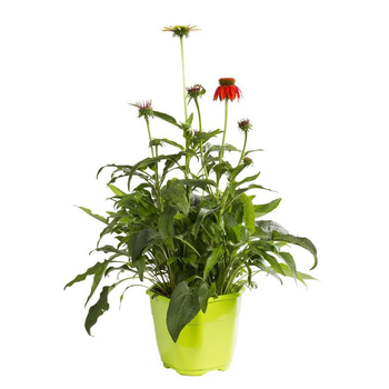 Visuel 1 du produit Plantes vivaces variées fleuries divers coloris. Le pot de 2 litres