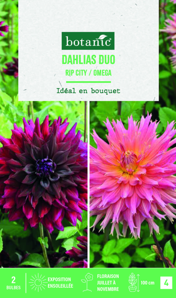 Visuel 1 du produit Bulbes de fleurs duo de Dahlias semi-cactus Ripcity / Fimbriata Omega botanic® - 2 bulbes