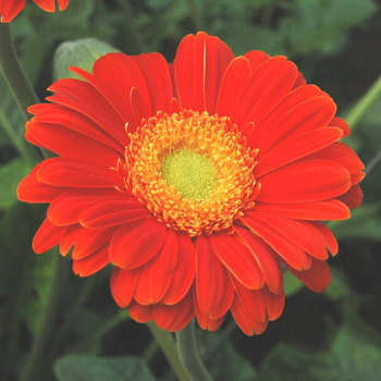 Visuel 1 du produit Gerbera Garvinea - Le pot de 2 litres