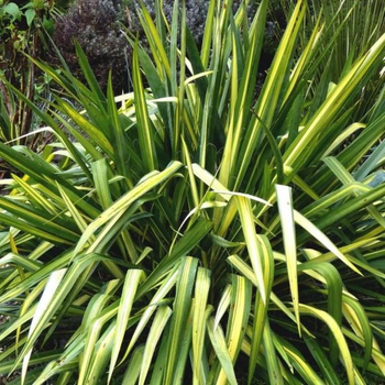 Visuel 1 du produit Plante verte Phormium - pot de 4 L