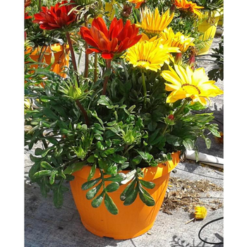 Visuel 1 du produit Gazania trio - Le pot de 5 litres