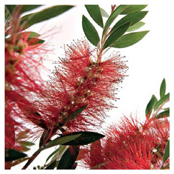 Visuel 1 du produit Callistemon Laevis en pot de 5 litres