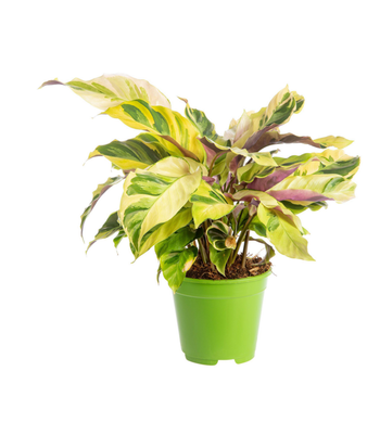 Visuel 1 du produit Calathea Yellow Fusion jaune. Le pot Ø 17 cm