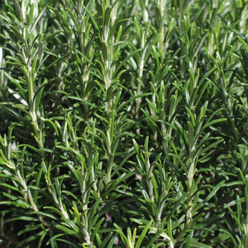 Visuel 2 du produit Romarin Officinal Bio. Le pot de 2,5 litres