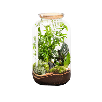 Visuel 1 du produit Terrarium autonome botanic® Bonbonne Classic Mix - Taille M Ø 23 cm H 41 cm