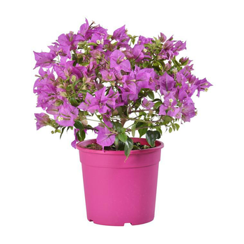 Visuel 1 du produit Bougainvillée ou Bougainvillier. Le pot de 2 litres