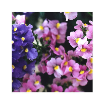 Visuel 1 du produit Némésia retombant - La suspension diam 27 cm