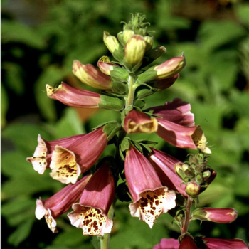 Visuel 1 du produit Digitale pourpre à fleurs rose foncé. Le pot de 19 cm