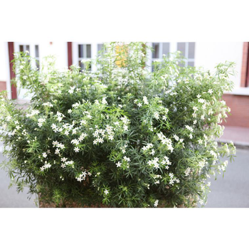 Visuel 1 du produit Choisya White Dazzler « Londaz »