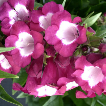 Visuel 1 du produit Penstemon Varié - Le pot de 7,5 litres