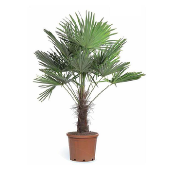 Visuel 1 du produit Palmier TRACHYCARPUS FORTUNEI