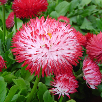 Visuel 1 du produit Pâquerette pomponnette - Le pot de Ø 12 cm