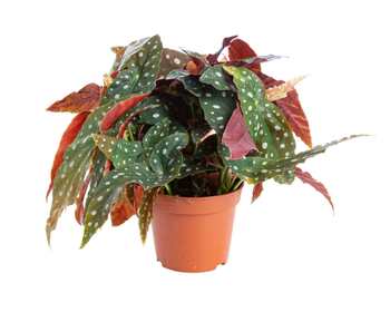 Visuel 1 du produit Bégonia maculata (Bégonia à pois) vert. Le pot Ø 14 cm