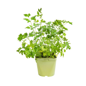 Visuel 1 du produit Persil Commun Dit Plat Bio. Le pot de 2,5 litres