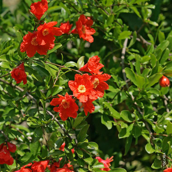 Visuel 1 du produit Punica Granatum Nana - Le pot de 2.5 litres