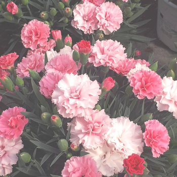 Visuel 1 du produit Œillet I Love You tricolore - Le pot de 1 litre