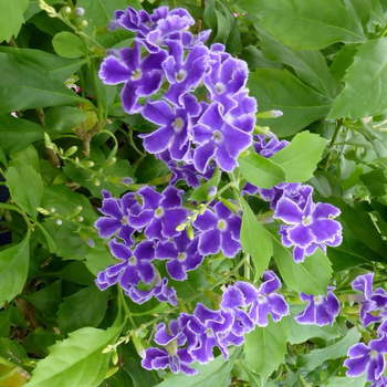 Visuel 1 du produit Duranta Repens - Le pot de 2,5 litres