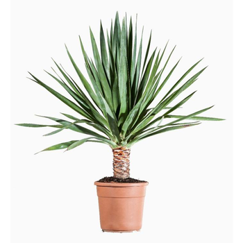 Visuel 1 du produit Dracaena Draco (Dragonnier des Canaries) en pot de 25 L vert